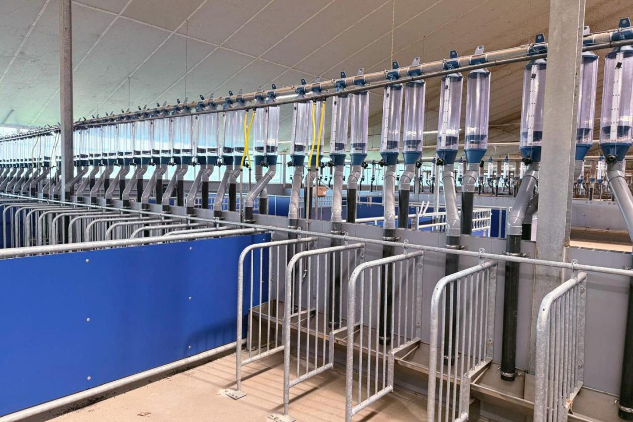 Sow Barn Project in the Netherlands