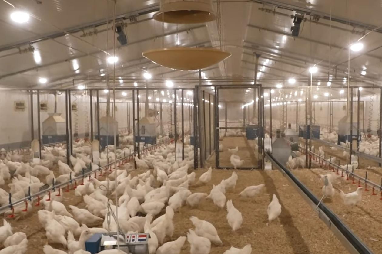 Broiler Breeder Rearing Project in Uzbekistan